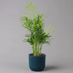 Bergpalme Mit Übertopf Vibes Blau, Topf-Ø 12 Cm, Höhe Ca. 30 Cm, 2er-Set -Stihl Pflanzen Verkauf 0222100054 Chamaedorea elegans in uebertopf blau 2er Set 12cmT H40cm Elho Vibes 124828