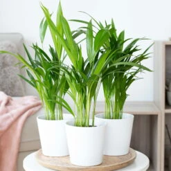 Goldfruchtpalme In Keramiktopf Weiß, Topf-Ø 13 Cm, Höhe Ca. 20-30 Cm, 3er-Set