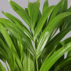 Goldfruchtpalme In Übertopf Vibes Weiß, Topf-Ø 13 Cm, Höhe Ca. 20-30 Cm, 2er-Set 11 Goldfruchtpalme In Übertopf Vibes Weiß, Topf-Ø 13 Cm, Höhe Ca. 20-30 Cm, 2er-Set -Stihl Pflanzen Verkauf 0222200032 Dypsis lutescens in Topf Tusca 42