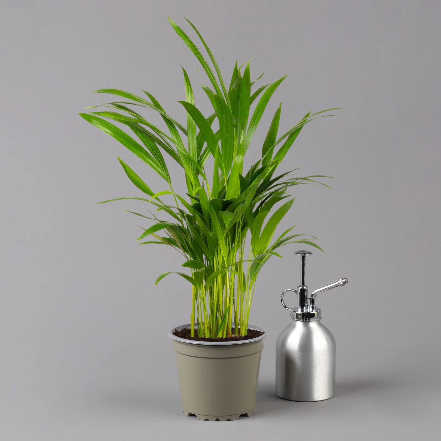 Goldfruchtpalme In Übertopf Vibes Weiß, Topf-Ø 13 Cm, Höhe Ca. 20-30 Cm, 2er-Set 2 Goldfruchtpalme In Übertopf Vibes Weiß, Topf-Ø 13 Cm, Höhe Ca. 20-30 Cm, 2er-Set – Bild 2