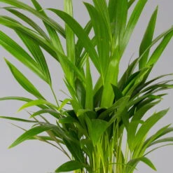 Goldfruchtpalme In Übertopf Vibes Weiß, Topf-Ø 13 Cm, Höhe Ca. 20-30 Cm, 2er-Set 9 Goldfruchtpalme In Übertopf Vibes Weiß, Topf-Ø 13 Cm, Höhe Ca. 20-30 Cm, 2er-Set -Stihl Pflanzen Verkauf 0222200053 0222200054 0222200055 0222200056 Dypsis lutescens 124873