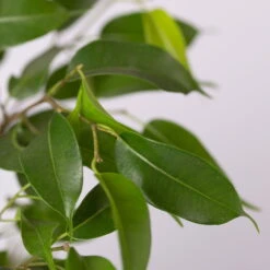 Birkenfeige 'Natasja' Inkl. Übertopf Weiß, Topf 12cmØ, Höhe Ca. 25cm, 3er-Set -Stihl Pflanzen Verkauf 0223100075 Ficus benj Natasja im Topf Dallas weiss 4