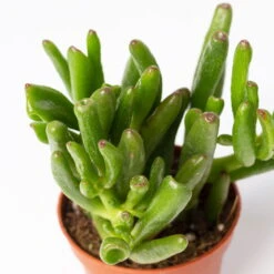 Sukkulenten Im Dekotopf 'Glazed Pink', Verschiedene Arten, Topf-Ø 6 Cm, 3er-Set 19 Sukkulenten Im Dekotopf 'Glazed Pink', Verschiedene Arten, Topf-Ø 6 Cm, 3er-Set -Stihl Pflanzen Verkauf 0225200733 Sukkulenten Set in Topf Scandic terrac 3er Set 10