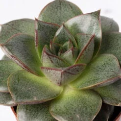 Sukkulenten Im Dekotopf 'Glazed Pink', Verschiedene Arten, Topf-Ø 6 Cm, 3er-Set 21 Sukkulenten Im Dekotopf 'Glazed Pink', Verschiedene Arten, Topf-Ø 6 Cm, 3er-Set -Stihl Pflanzen Verkauf 0225200733 Sukkulenten Set in Topf Scandic terrac 3er Set 11