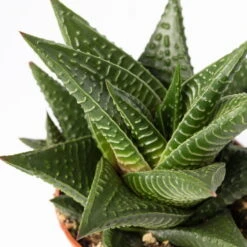 Sukkulenten Im Dekotopf 'Glazed Pink', Verschiedene Arten, Topf-Ø 6 Cm, 3er-Set 23 Sukkulenten Im Dekotopf 'Glazed Pink', Verschiedene Arten, Topf-Ø 6 Cm, 3er-Set -Stihl Pflanzen Verkauf 0225200733 Sukkulenten Set in Topf Scandic terrac 3er Set 12