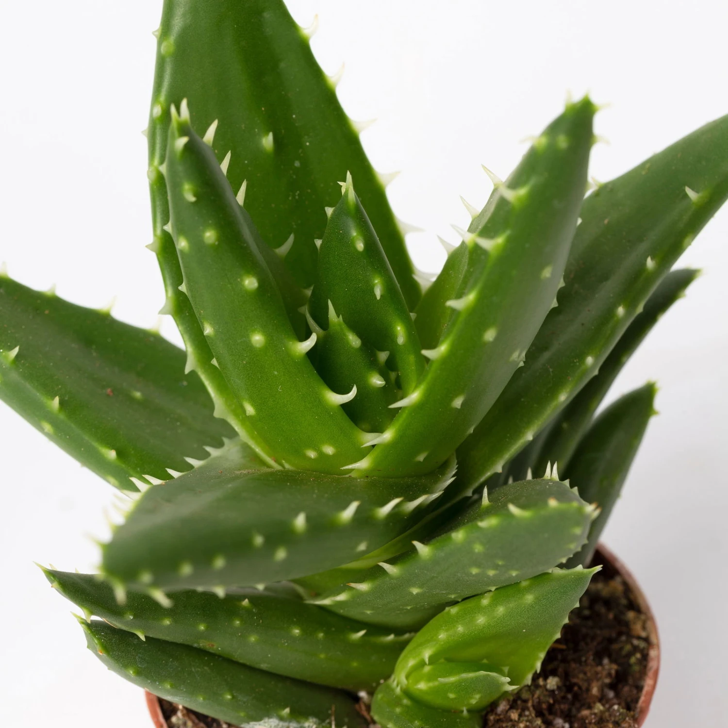 Sukkulenten Im Dekotopf 'Glazed Pink', Verschiedene Arten, Topf-Ø 6 Cm, 3er-Set 12 Sukkulenten Im Dekotopf 'Glazed Pink', Verschiedene Arten, Topf-Ø 6 Cm, 3er-Set – Bild 12