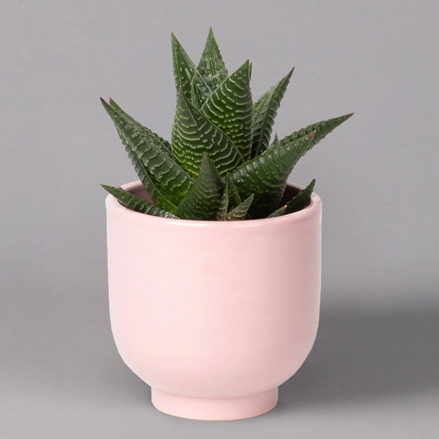 Sukkulenten Im Dekotopf 'Glazed Pink', Verschiedene Arten, Topf-Ø 6 Cm, 3er-Set 9 Sukkulenten Im Dekotopf 'Glazed Pink', Verschiedene Arten, Topf-Ø 6 Cm, 3er-Set – Bild 9