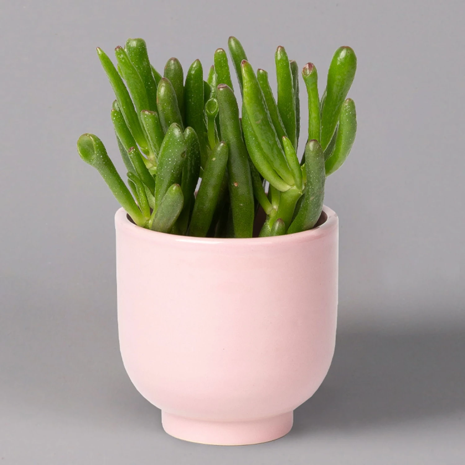 Sukkulenten Im Dekotopf 'Glazed Pink', Verschiedene Arten, Topf-Ø 6 Cm, 3er-Set 5 Sukkulenten Im Dekotopf 'Glazed Pink', Verschiedene Arten, Topf-Ø 6 Cm, 3er-Set – Bild 5