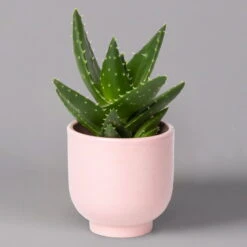 Sukkulenten Im Dekotopf 'Glazed Pink', Verschiedene Arten, Topf-Ø 6 Cm, 3er-Set 24 Sukkulenten Im Dekotopf 'Glazed Pink', Verschiedene Arten, Topf-Ø 6 Cm, 3er-Set -Stihl Pflanzen Verkauf 0225200736 Sukkulenten Set in Topf Glazed Pink 3er Set 7