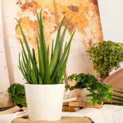 Aloe Vera, Topf-Ø 17 Cm, Höhe Ca. 55 Cm -Stihl Pflanzen Verkauf 025010 Aloe vera1