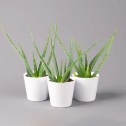Aloe Vera In Keramiktopf Dallas Weiß, Topf-Ø 12 Cm, Höhe Ca. 20-35 Cm, 3er-Set -Stihl Pflanzen Verkauf 0250102821 Aloe vera Dallas weiss 3er Set