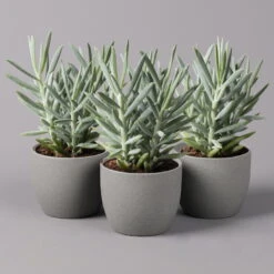 Senecio 'Aquarine® Mount Everest', Topf-Ø 12 Cm, Höhe Ca. 25 Cm, 3er-Set