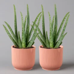 Aloe Vera In Übertopf Vibes Rosa, Topf-Ø 12 Cm, Höhe Ca. 35 Cm, 2er-Set