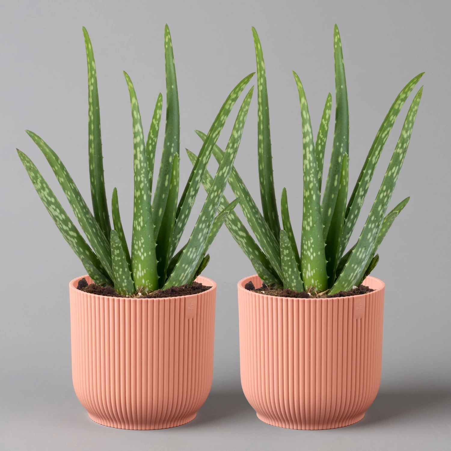 Aloe Vera In Übertopf Vibes Rosa, Topf-Ø 12 Cm, Höhe Ca. 35 Cm, 2er-Set 1 Aloe Vera In Übertopf Vibes Rosa, Topf-Ø 12 Cm, Höhe Ca. 35 Cm, 2er-Set