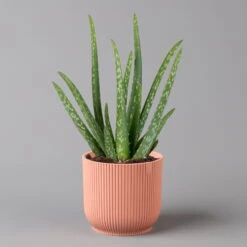 Aloe Vera In Übertopf Vibes Rosa, Topf-Ø 12 Cm, Höhe Ca. 35 Cm, 2er-Set 9 Aloe Vera In Übertopf Vibes Rosa, Topf-Ø 12 Cm, Höhe Ca. 35 Cm, 2er-Set -Stihl Pflanzen Verkauf 0250103387 aloe vera in uebertopf rosa 2er Set Elho Vibes 124893