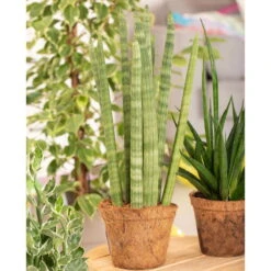 Bogenhanf 'Straight', Topf-Ø 21 Cm, Höhe Ca. 70 Cm -Stihl Pflanzen Verkauf 0250200009 Sansevieria cylindrica Spaghetti