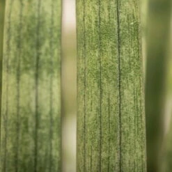 Bogenhanf 'Straight', Topf-Ø 21 Cm, Höhe Ca. 70 Cm -Stihl Pflanzen Verkauf 0250200009 Sansevieria cylindrica Spaghetti1