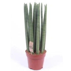 Bogenhanf 'Straight', Topf-Ø 21 Cm, Höhe Ca. 70 Cm