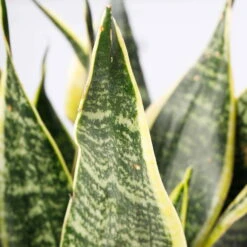 Bogenhanf 'Futura Superba', Topf-Ø 14 Cm, Höhe Ca. 45 Cm -Stihl Pflanzen Verkauf 0250200142 Sansevieria Superba