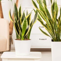 Bogenhanf 'Futura Superba', Topf-Ø 14 Cm, Höhe Ca. 45 Cm -Stihl Pflanzen Verkauf 0250200142 Sansevieria Superba1