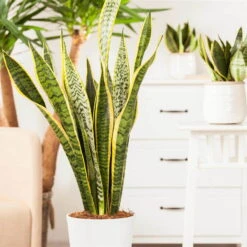 Bogenhanf, Topf-Ø 21 Cm, Höhe Ca. 80 Cm 8 Bogenhanf, Topf-Ø 21 Cm, Höhe Ca. 80 Cm -Stihl Pflanzen Verkauf 0250200546 Sansevieria Trifasciata Laurentii3