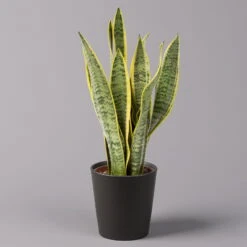 Titelseite -Stihl Pflanzen Verkauf 0250200718 Sansev Laurentii Dallas anthrazit 1