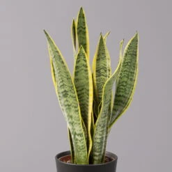 Bogenhanf In Keramiktopf Anthrazit, Topf-Ø 12 Cm, Höhe Ca. 35-45 Cm, 3er-Set -Stihl Pflanzen Verkauf 0250200718 Sansev Laurentii Dallas anthrazit 2