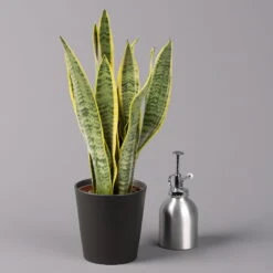 Bogenhanf In Keramiktopf Anthrazit, Topf-Ø 12 Cm, Höhe Ca. 35-45 Cm, 3er-Set -Stihl Pflanzen Verkauf 0250200718 Sansev Laurentii Dallas anthrazit 3