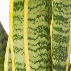 Bogenhanf In Keramiktopf Anthrazit, Topf-Ø 12 Cm, Höhe Ca. 35-45 Cm, 3er-Set -Stihl Pflanzen Verkauf 0250200718 Sansev Laurentii Dallas anthrazit 4