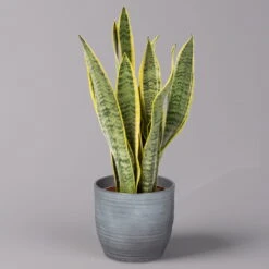 Bogenhanf In Keramiktopf Bergamo Grau, Topf-Ø 12 Cm, Höhe Ca. 45 Cm