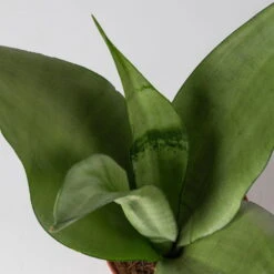 Bogenhanf 'Moonshine' In Übertopf Vibes Gelb, Topf-Ø 12 Cm, Höhe Ca. 45 Cm -Stihl Pflanzen Verkauf 0250200807 0250200808 0250200809 sansevieria moonshine T12 1 2 123611