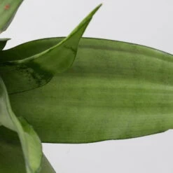 Bogenhanf 'Moonshine' In Übertopf Vibes Gelb, Topf-Ø 12 Cm, Höhe Ca. 45 Cm -Stihl Pflanzen Verkauf 0250200807 0250200808 0250200809 sansevieria moonshine T12 1 3 123610