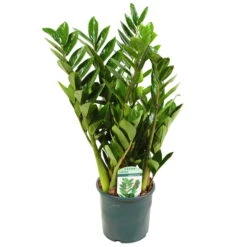 Ausgewählte Produkte -Stihl Pflanzen Verkauf 0250300075 Zamioculcas zamiifolia Lucky 17cm T H 50cm