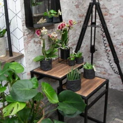 Phalaenopsis, Gesprenkelte Sorten, 3 Rispen, Topf-Ø 9 Cm, Höhe Ca. 30 Cm -Stihl Pflanzen Verkauf 0290100047 Phalaenopsis 3R gesprenkelt 9 cm T H 30 cm