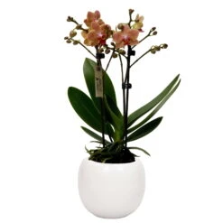 Phalaenopsis, Orangetöne, 2 Rispen, Topf-Ø 9 Cm, Mit Keramikübertopf Weiß