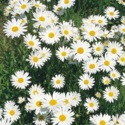 Bio Margerite 'Polaris' Weiß, Topf-Ø 11 Cm, 3er-Set