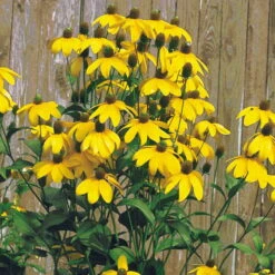 Bio Fallschirm-Sonnenhut 'Herbstsonne' Gelb, Topf-Ø 11 Cm, 3er-Set