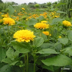 Stauden-Sonnenblume 'Soleil D'Or' Goldgelb, Topf-Ø 11 Cm, 3er-Set