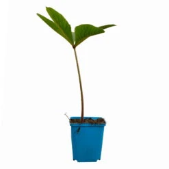 Schaublatt 'Rotlaub' Cremeweiß, Topf-Ø 11 Cm, 3er-Set -Stihl Pflanzen Verkauf 0310107703 Rodgersia podophylla Rotlaub cremeweiss 12 112416