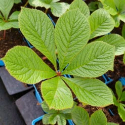 Schaublatt 'Rotlaub' Cremeweiß, Topf-Ø 11 Cm, 3er-Set -Stihl Pflanzen Verkauf 0310107703 Rodgersia podophylla Rotlaub cremeweiss 2 112332