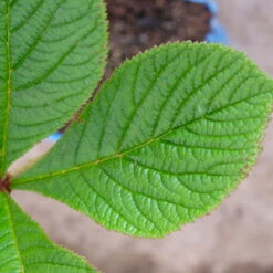 Schaublatt 'Rotlaub' Cremeweiß, Topf-Ø 11 Cm, 3er-Set -Stihl Pflanzen Verkauf 0310107703 Rodgersia podophylla Rotlaub cremeweiss 5 112333