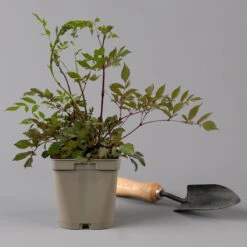 Bio Prachtspiere Weiß, Topf-Ø 11 Cm, 3er-Set -Stihl Pflanzen Verkauf 0319100264 astilbe arendsii weiss 125683