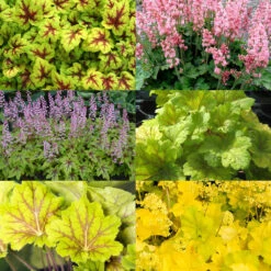 Purpurglöckchen Grünlaubig, Topf-Ø 12 Cm, 3er-Set