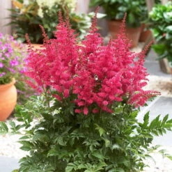 Bio Prachtspiere 'Younique Cerise'® Weiß, Topf-Ø 11 Cm, 3er-Set