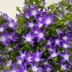 Hängepolster-Glockenblume 'Adansa® Purple' Blau-weiß, Topf-Ø 15 Cm, 3er-Set -Stihl Pflanzen Verkauf 0319200068 campanula poschaskyana adansa purple blau weiss 3 125036