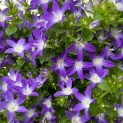 Hängepolster-Glockenblume 'Adansa® Purple' Blau-weiß, Topf-Ø 15 Cm, 3er-Set -Stihl Pflanzen Verkauf 0319200068 campanula poschaskyana adansa purple blau weiss 4 125035