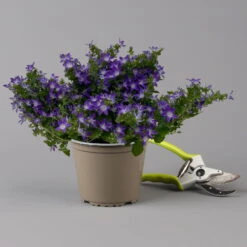 Hängepolster-Glockenblume 'Adansa® Purple' Blau-weiß, Topf-Ø 15 Cm, 3er-Set -Stihl Pflanzen Verkauf 0319200068 campanula poschaskyana adansa purple blau weiss f 126063