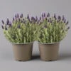 Lavendel 'Purple Flag' Violett, Topf-Ø 17 Cm, 2er-Set