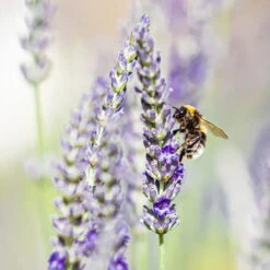 Lavendel, Lilablau Topf-Ø 19 Cm, 2er-Set -Stihl Pflanzen Verkauf 0319200090 lavendel test 124765