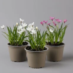 Grasstern, Farbe Zufällig, Topf-Ø 13 Cm, 3er-Set